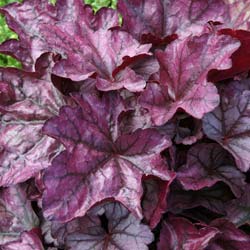 Heuchera 'Plum royale'